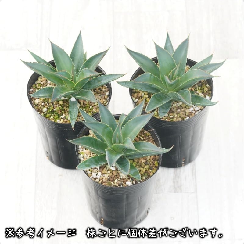 Amazon|アガベ「ブルー・グロー」 3号ロングポット|観葉植物 Amazon|アガベ「ブルー・グロー」 3号ロングポット|観葉植物